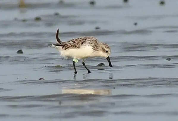 Leg tag decodes journey: Critically endangered bird on Bengal beach ...