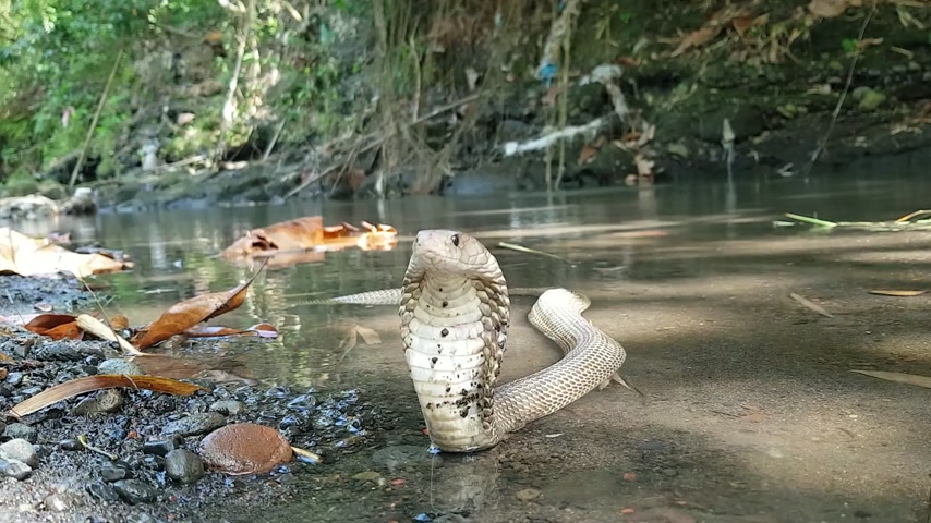 Aggressive spitting cobra launches multiple venom spray attacks in ...