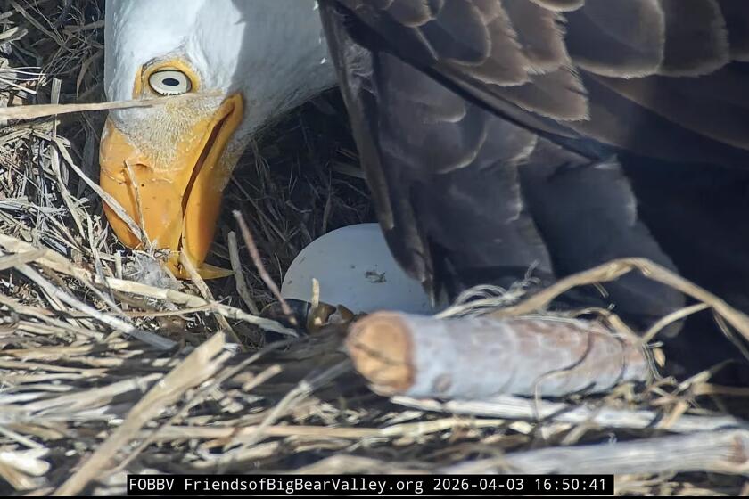 Pip pip hooray! One of Jackie and Shadow's chicks is starting to break ...