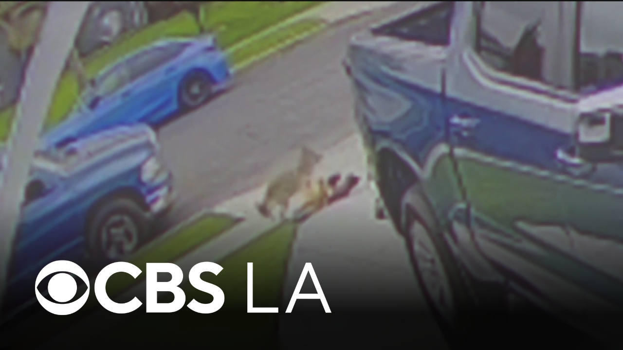 Coyote connected to two Los Angeles County attacks euthanized by wildlife officials<br><br>