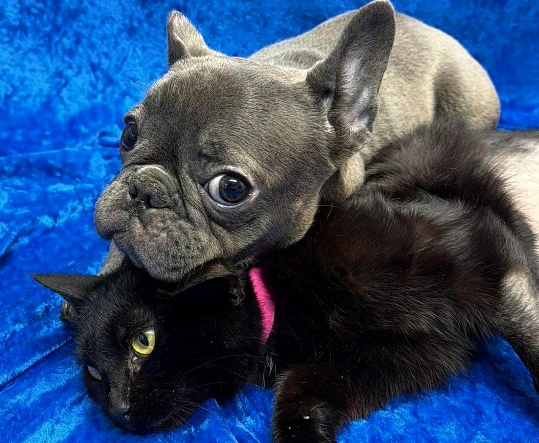 Three-legged dog and cat inseparable at hospital are adopted together