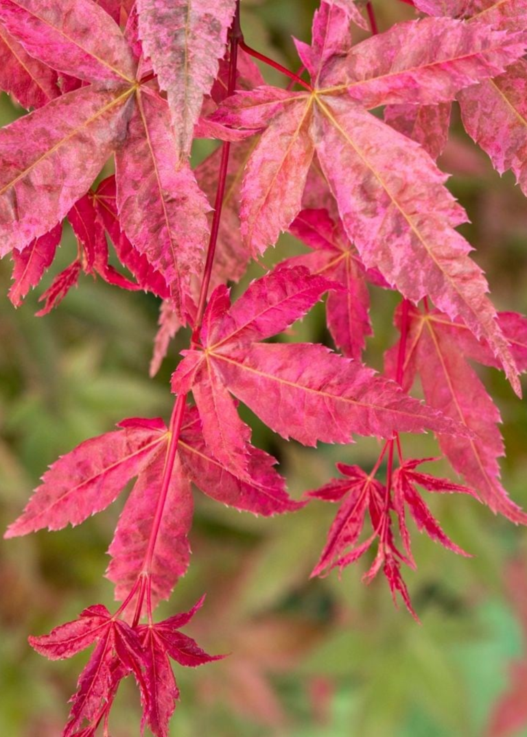 5 plants and trees for a Japanese spring garden