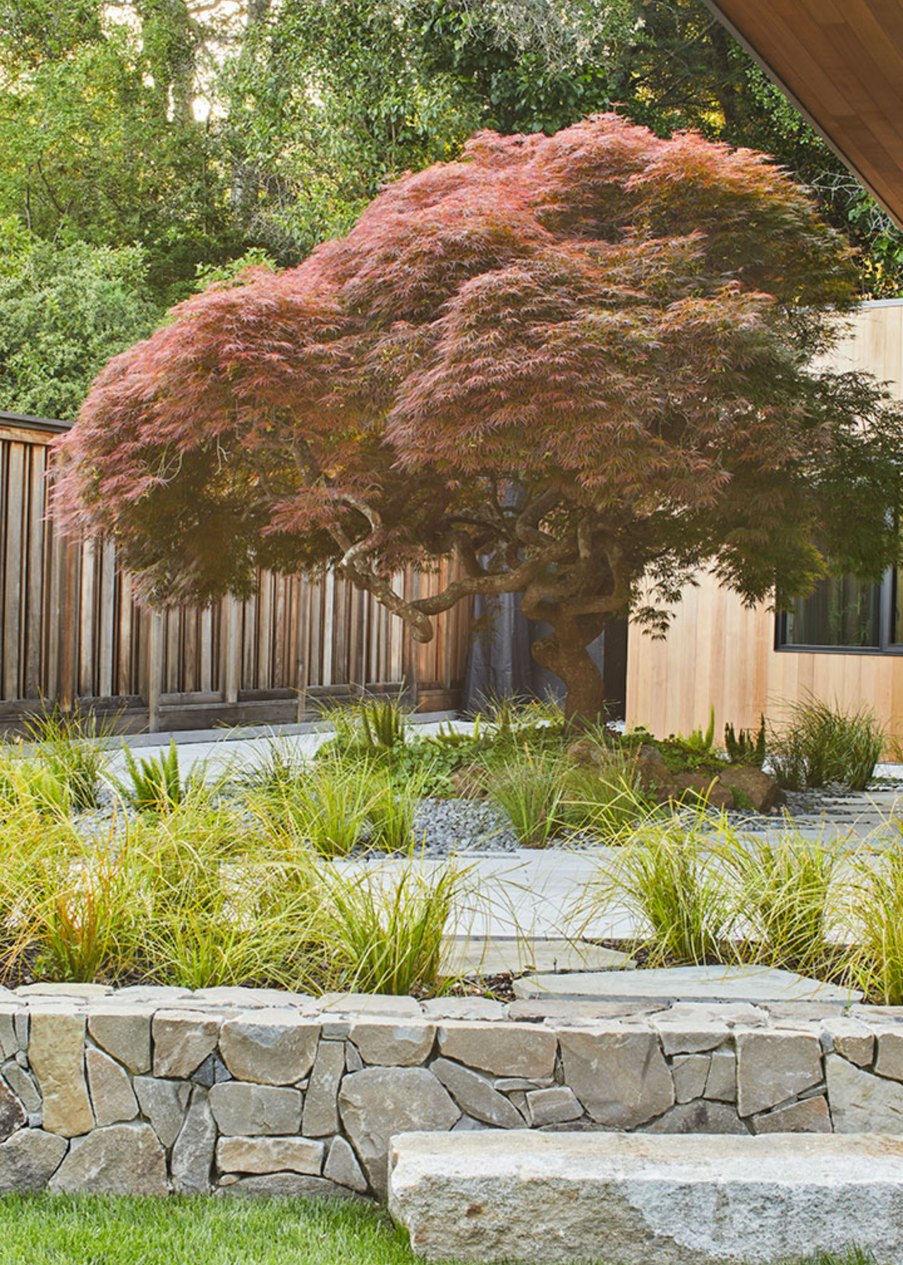 5 plants and trees for a Japanese spring garden