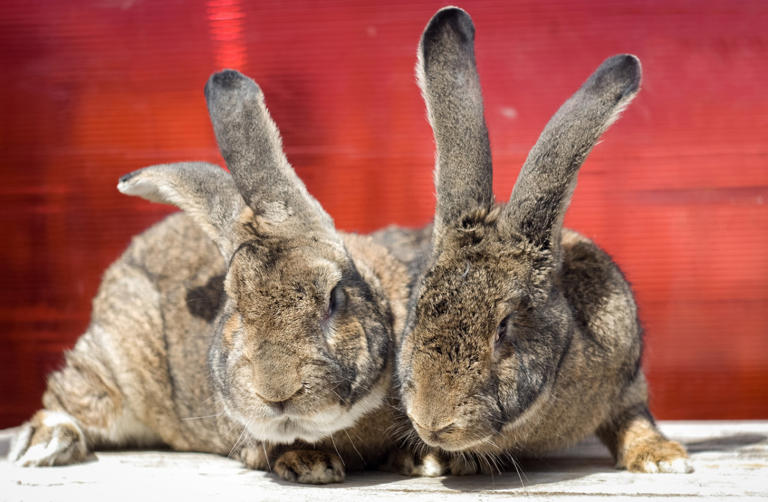 Are giant rabbits good family pets? A vet breaks down what to know