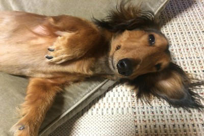 犬が『撫でて』と言っているサイン5つ 絆を深めるためにおすすめのスキンシップまで