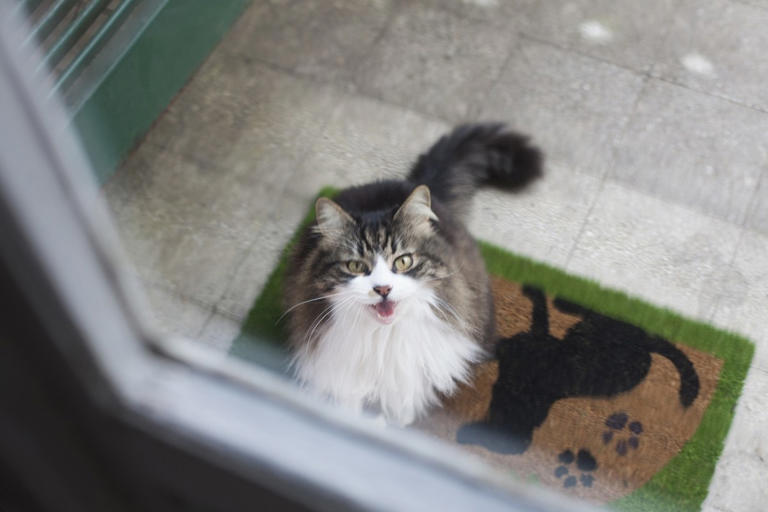 What your cat’s greeting style reveals about your relationship