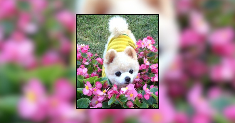 24 pups sniffing spring flowers to help your mood bloom