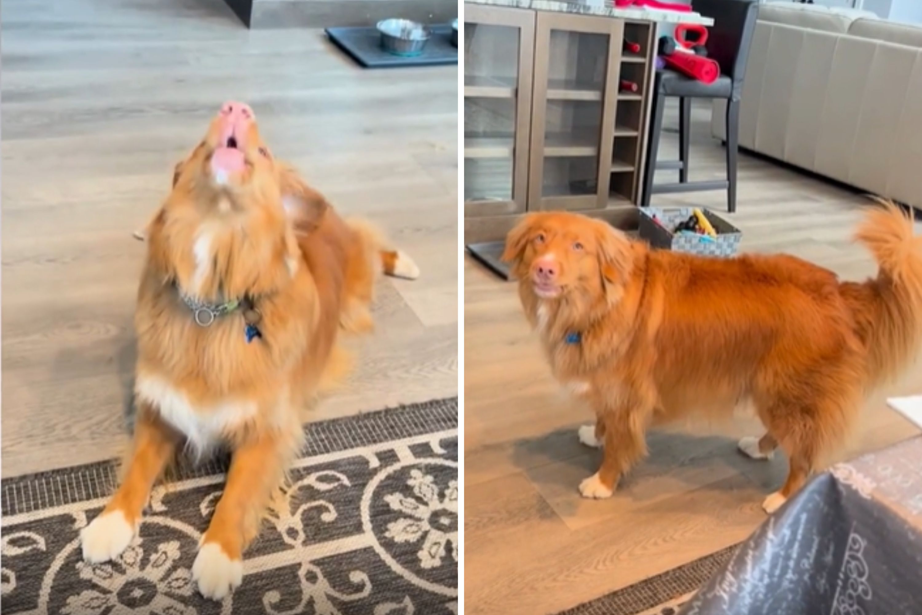 From sirens to phones, dogs’ howls charm online audiences