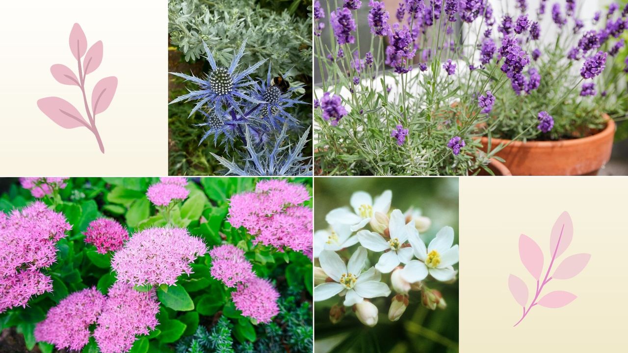 5 low-maintenance plants that thrive on neglect, recommended by experts