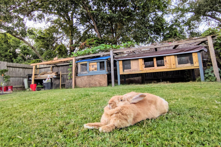 Are giant rabbits good family pets? A vet breaks down what to know