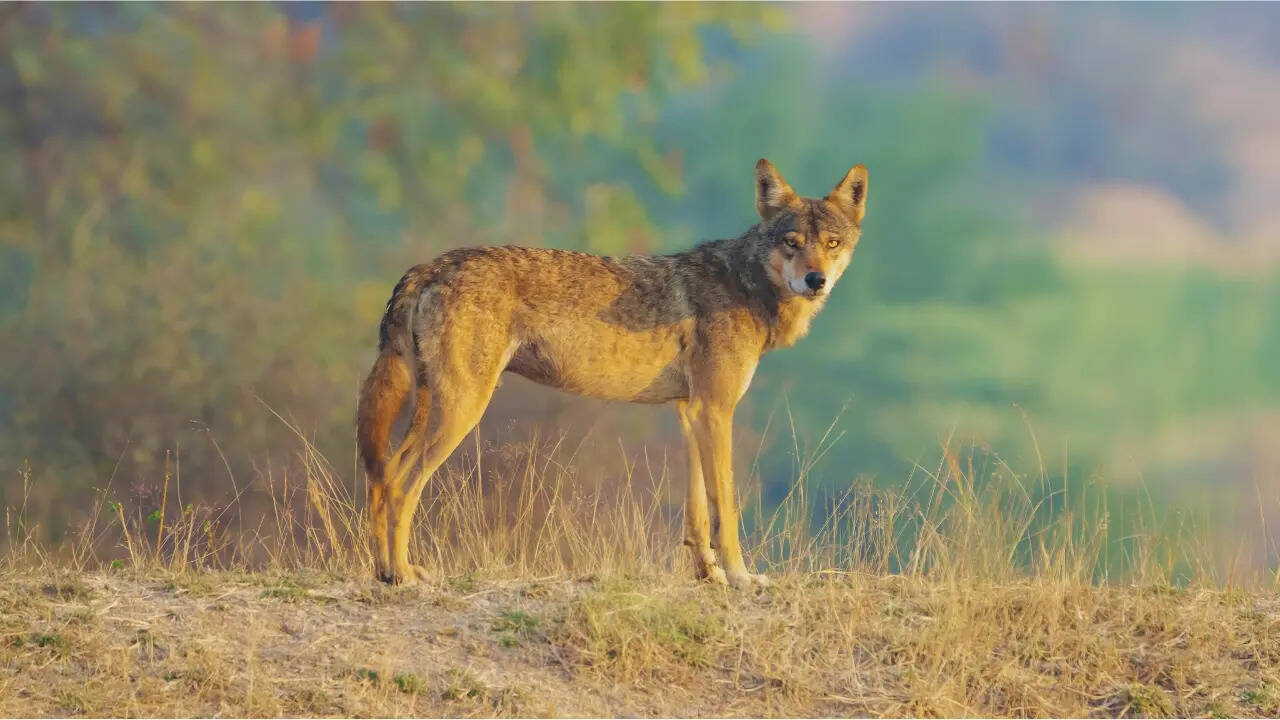 From gharials to wolves: Wildlife sanctuaries saving India’s rarest species