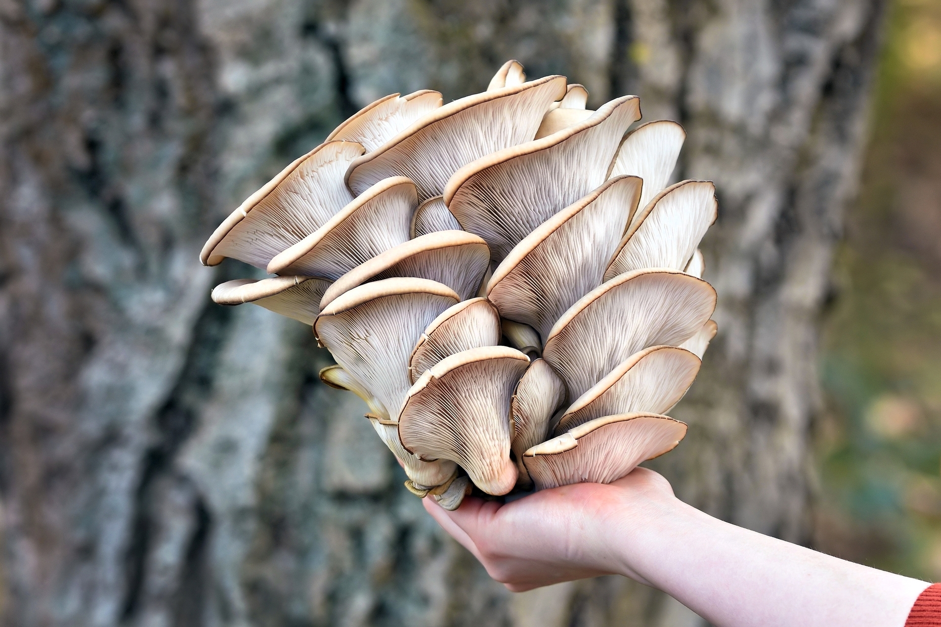 What are the health benefits of mushrooms?<br>