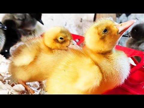 Adorable farm moments feature hatching ducklings and releasing goslings