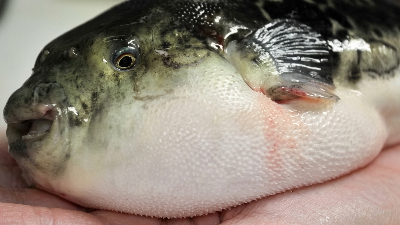Elderly couple ate this puffer fish - and died in horrible pain