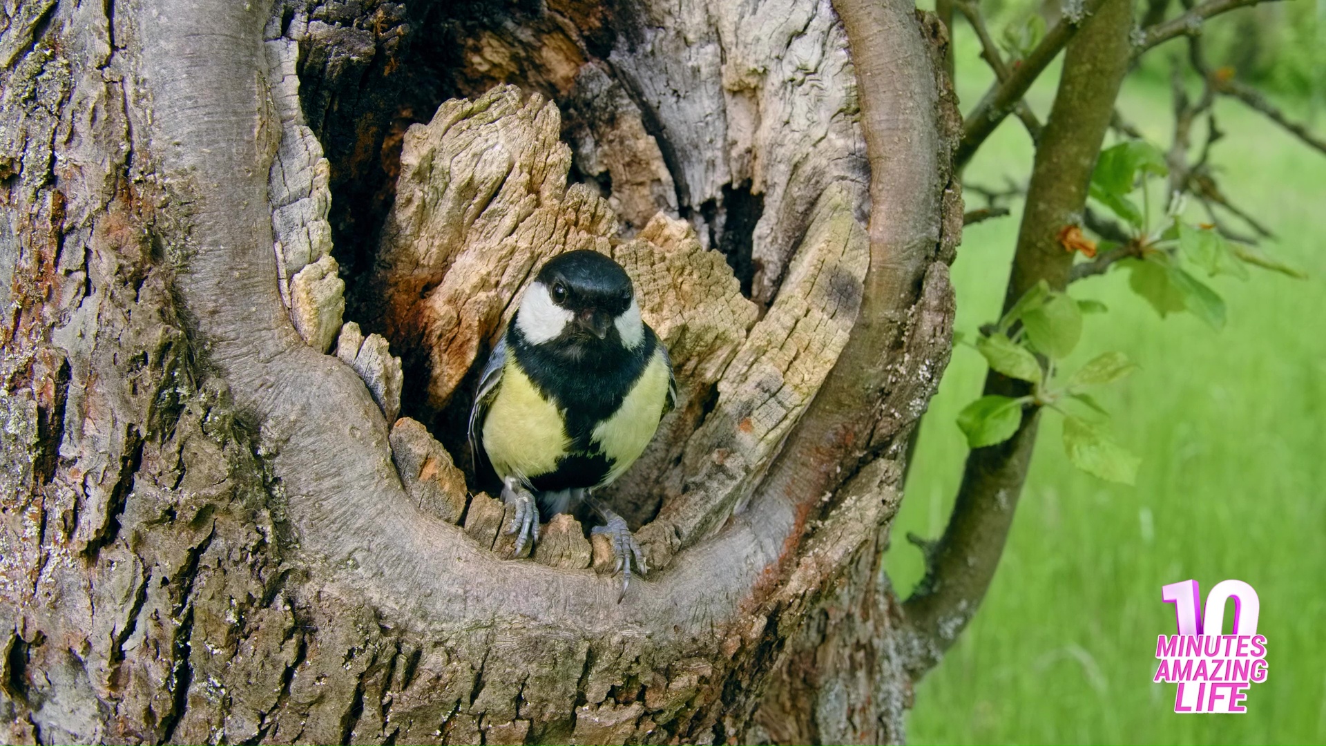 Small bird guards nest hidden in tree hole