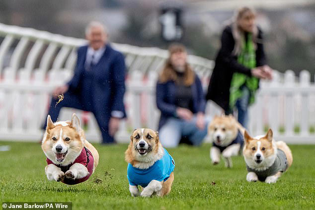 On your barks! Corgis race in 70-metre dash to celebrate dog breed ...