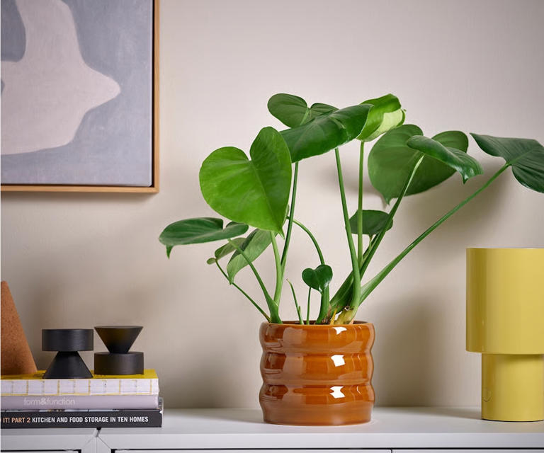 best house plant fertilizer Best Houseplant Fertilizer