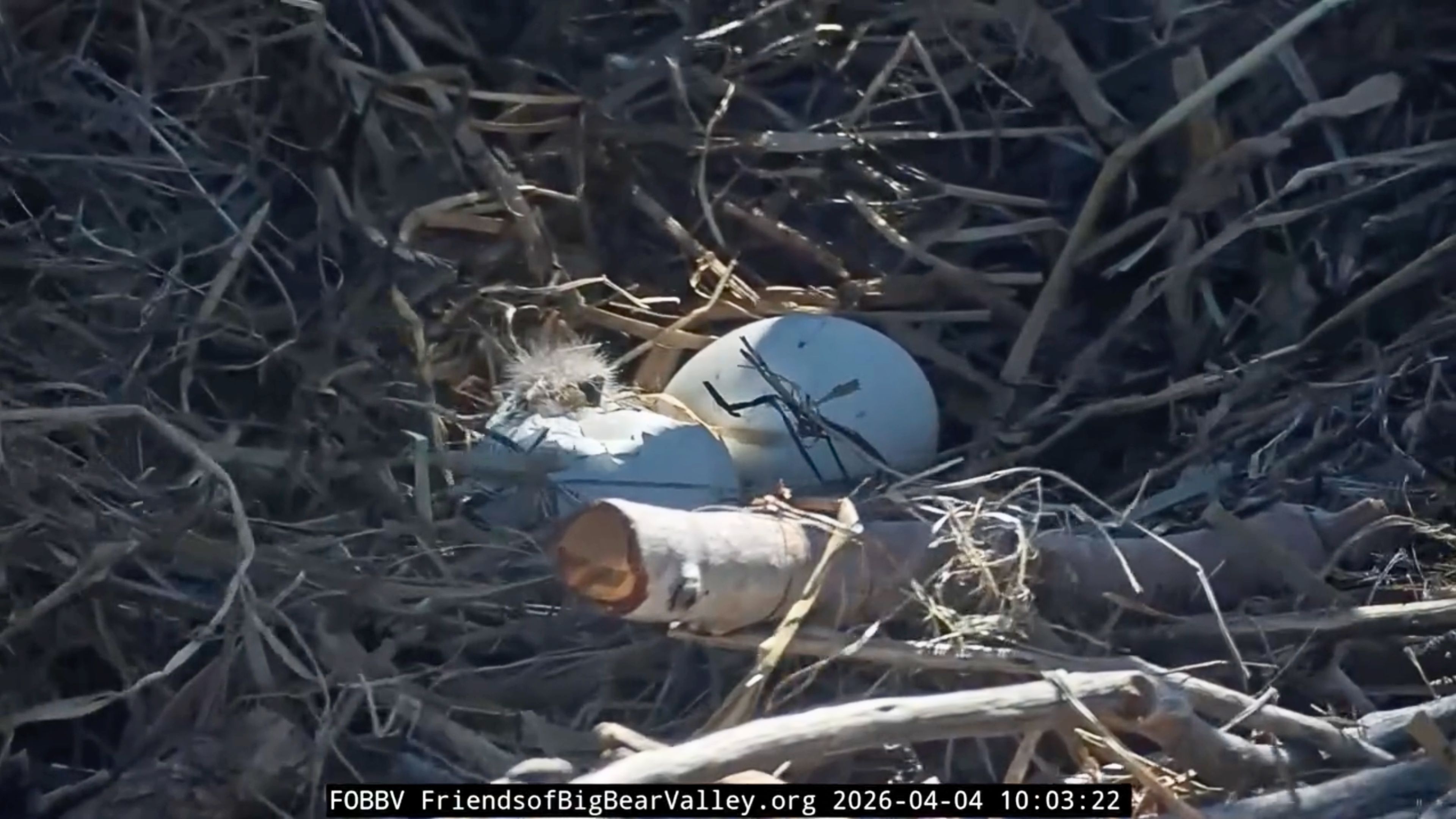 First Big Bear eaglet of 2026 begins hatching as second egg pips