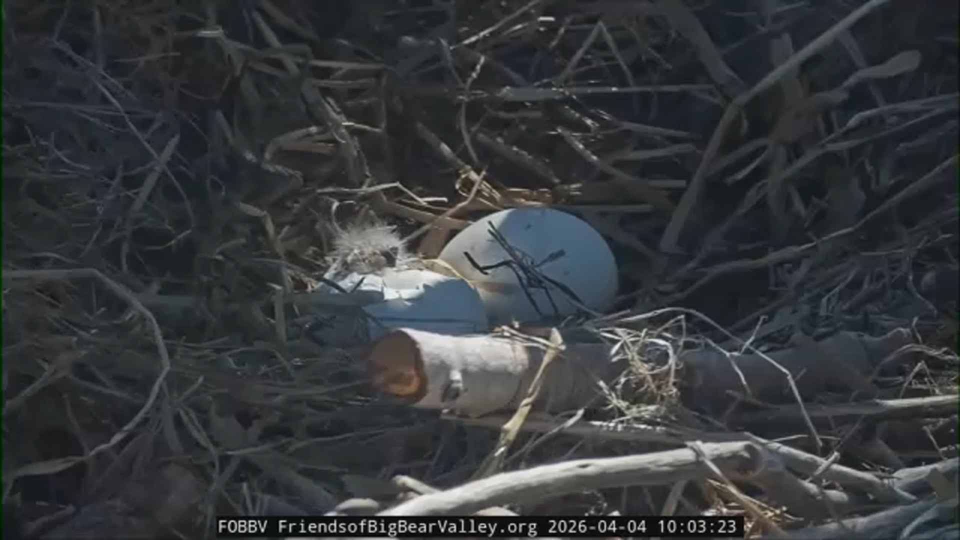 Bald eaglet begins emerging from shell in Big Bear nest as parents ...