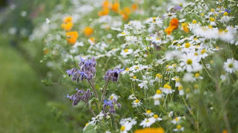 Say goodbye to grass: This low-maintenance swap fills your yard with ...