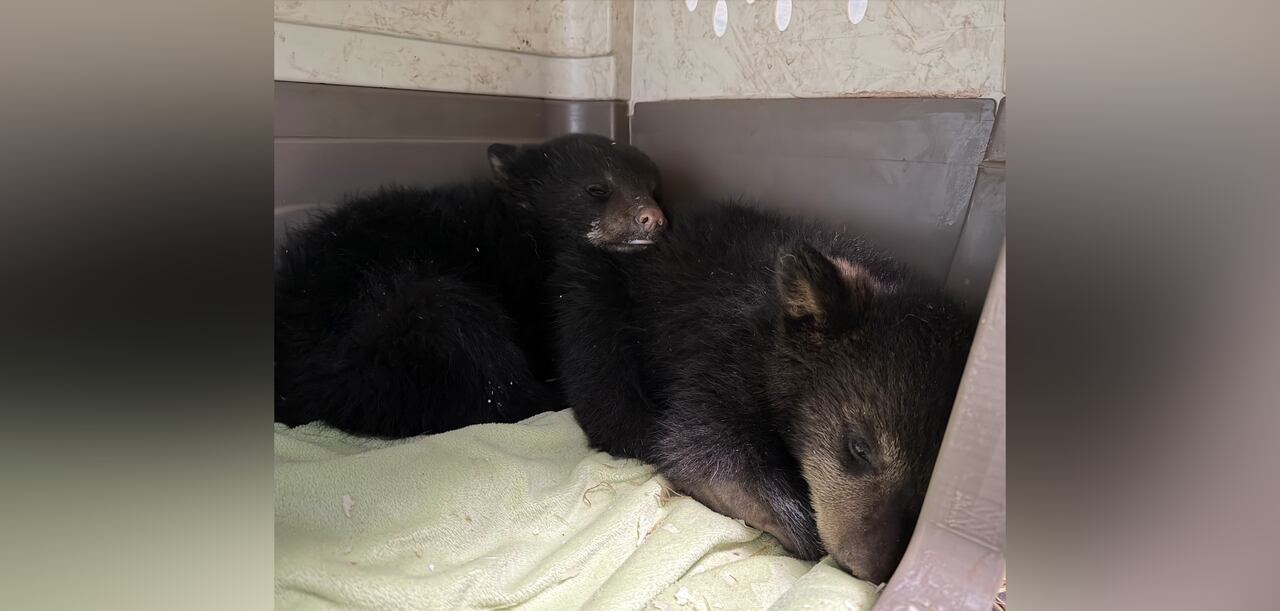 Orphaned black bear cubs 'distressed and traumatized' after mother shot ...