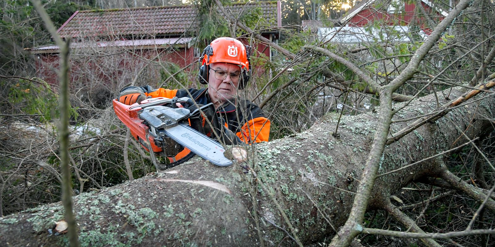 Trädröjare står redo: 