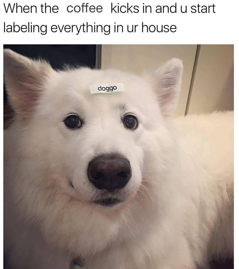 A wholesome doggo break from reality with a cup of pawsitivity