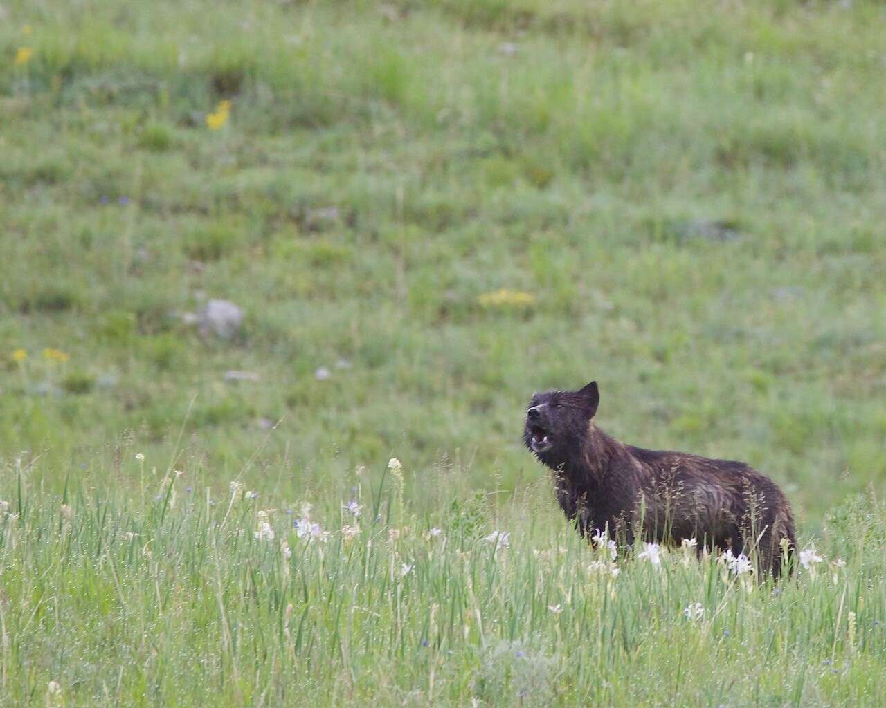 What we can learn from eavesdropping on Yellowstone's wolves