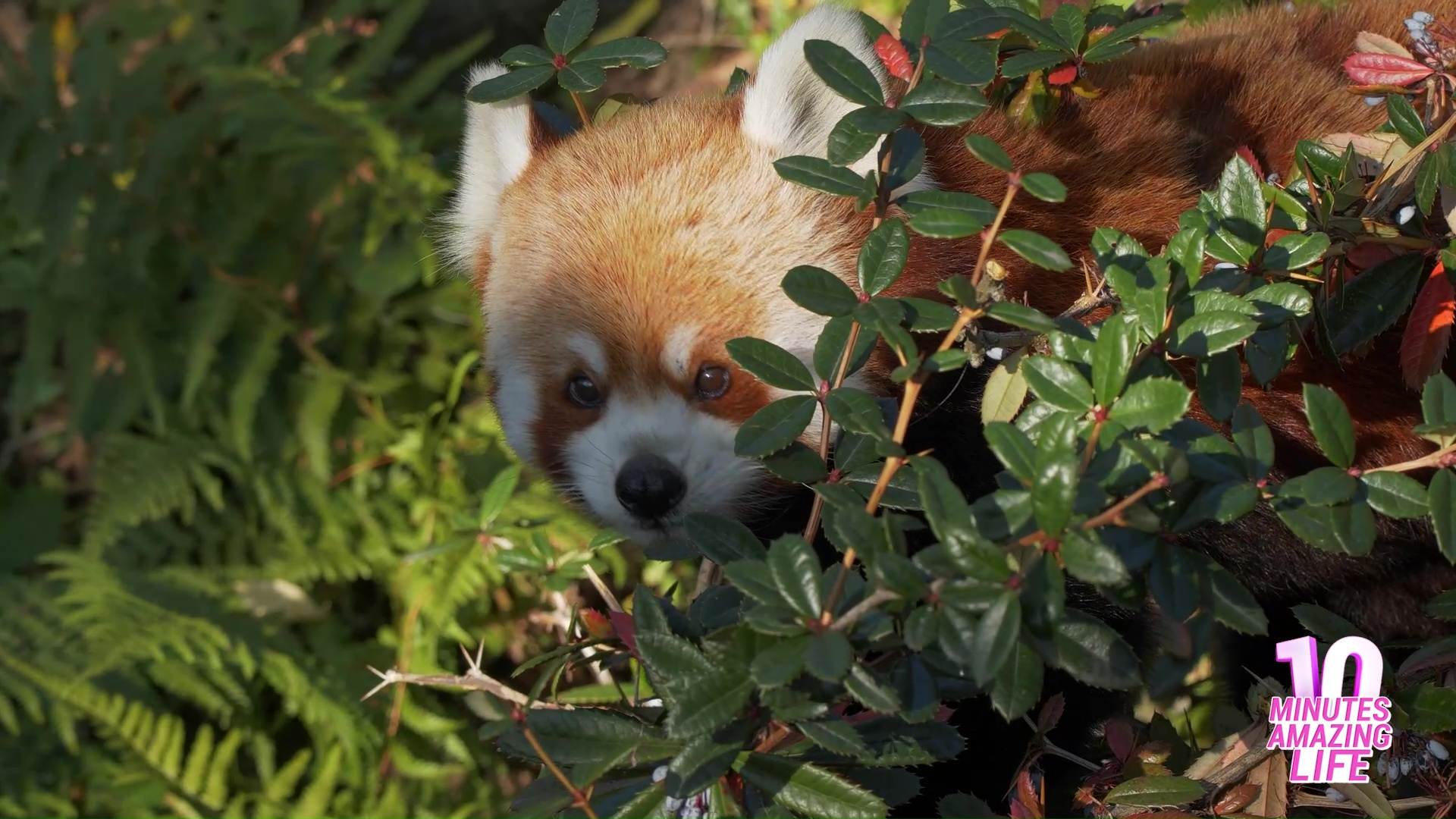 Red Panda Observes Carefully Watching For Hidden Danger
