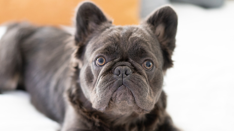 Sweet fluffy Frenchie has the 'softest coat' you'll want to snuggle all ...