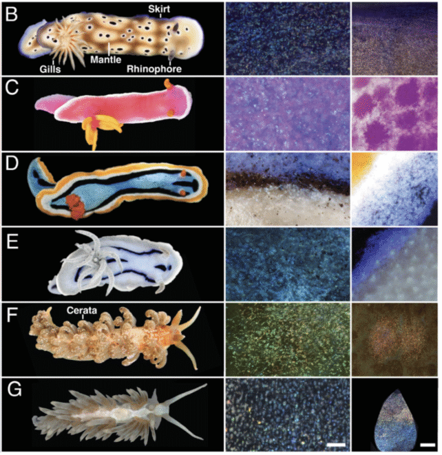 The prettiest sea slugs use crystals in their skin as 'pixels' of color