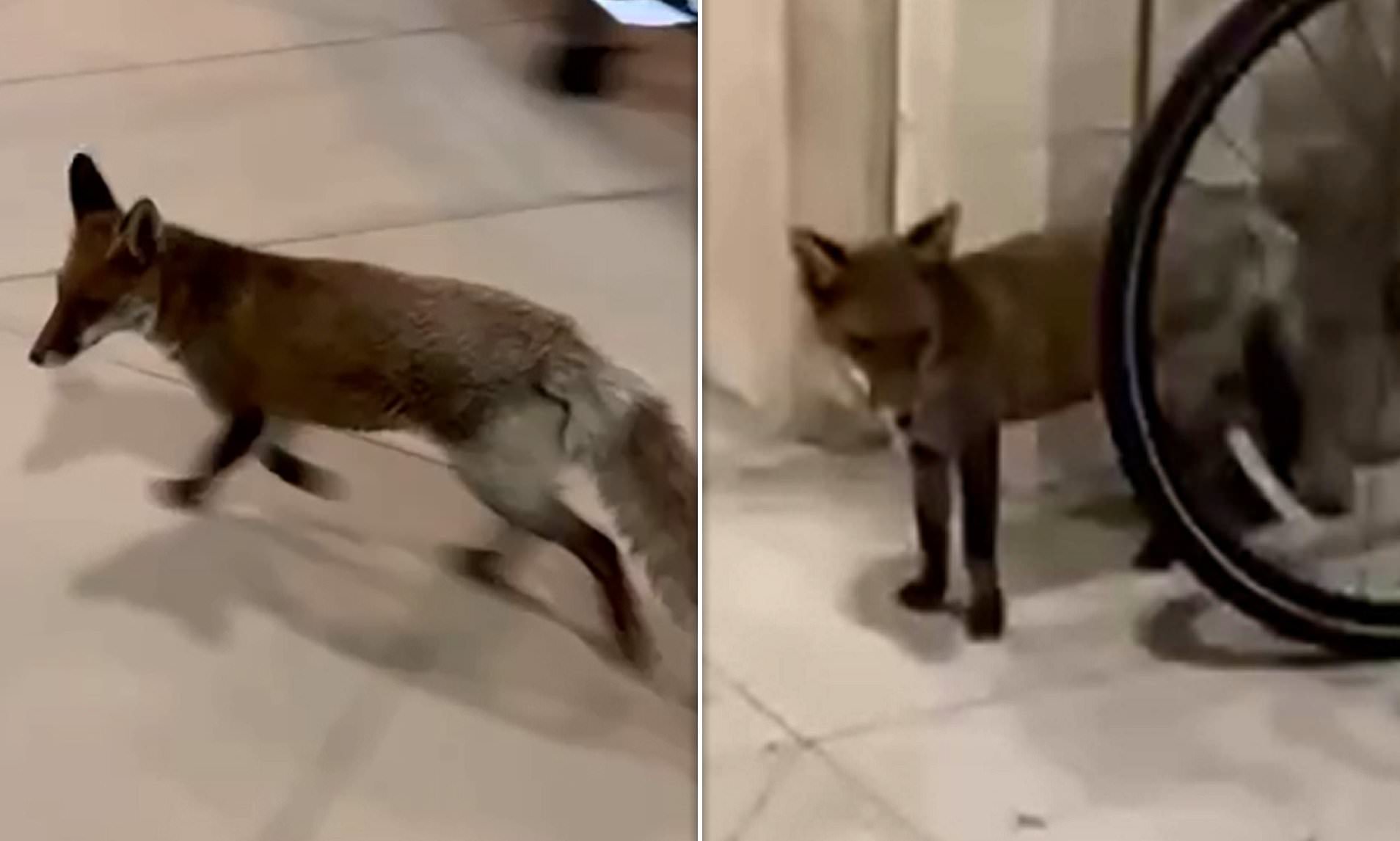 'Freda', the fox who evaded Parliament security for months, is caught ...