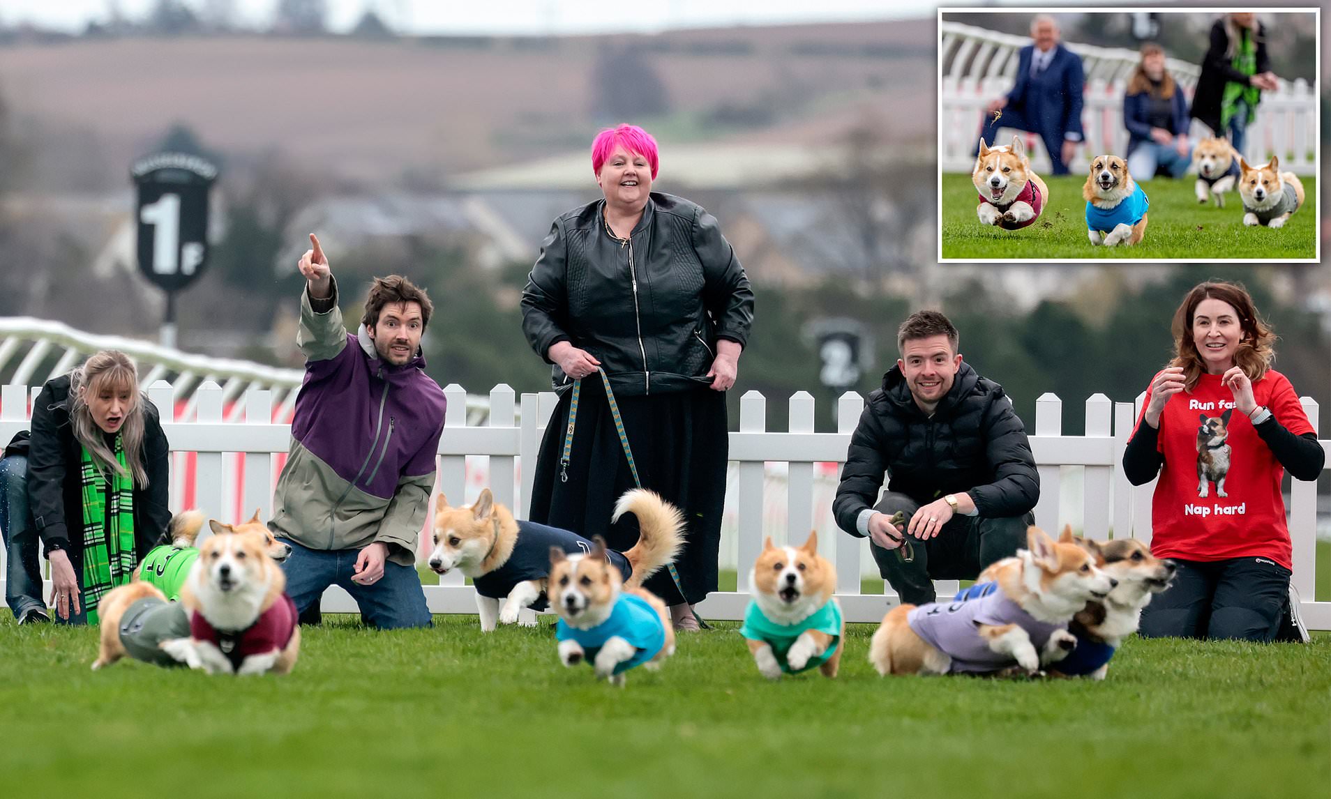 On your barks! Corgis race in 70-metre dash to celebrate dog breed ...