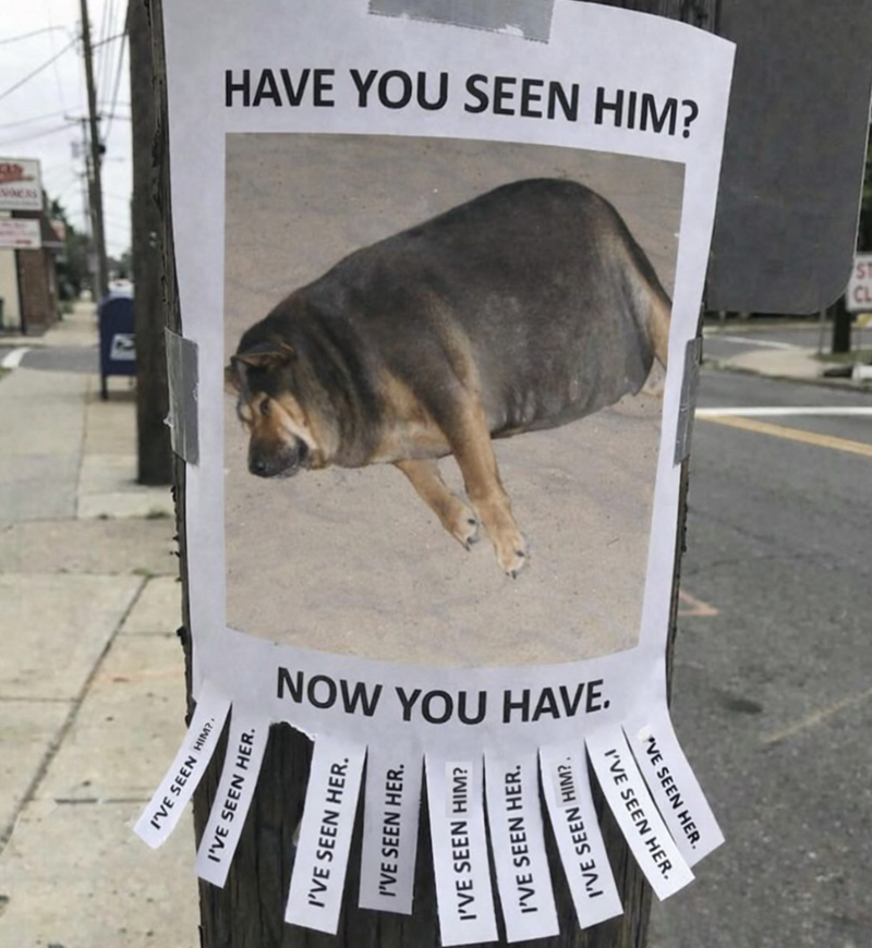 A wholesome doggo break from reality with a cup of pawsitivity