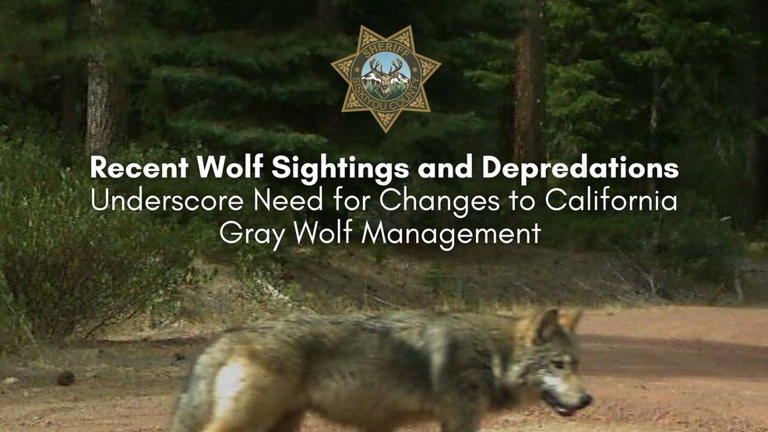 Wolf sightings near homes spur calls to change California gray wolf ...