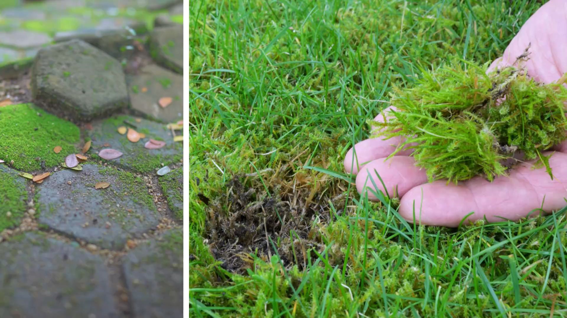 Moos im Garten mit diesem einfachen Trick loswerden