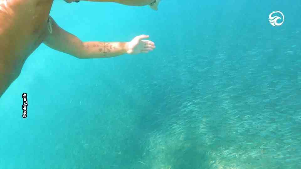 Swimming with a school of fish