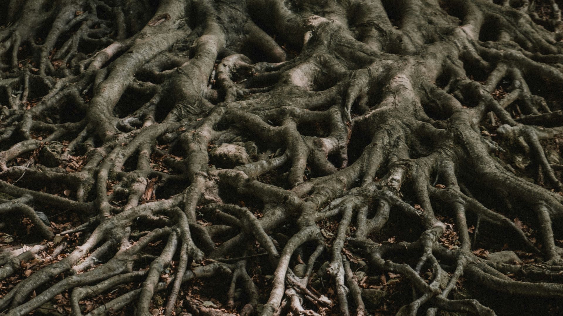 In 2010, a storm in Ireland uprooted a tree and revealed a medieval ...