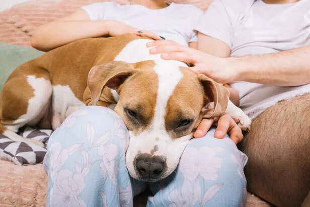Do puppies really need multivitamins? Truth inside