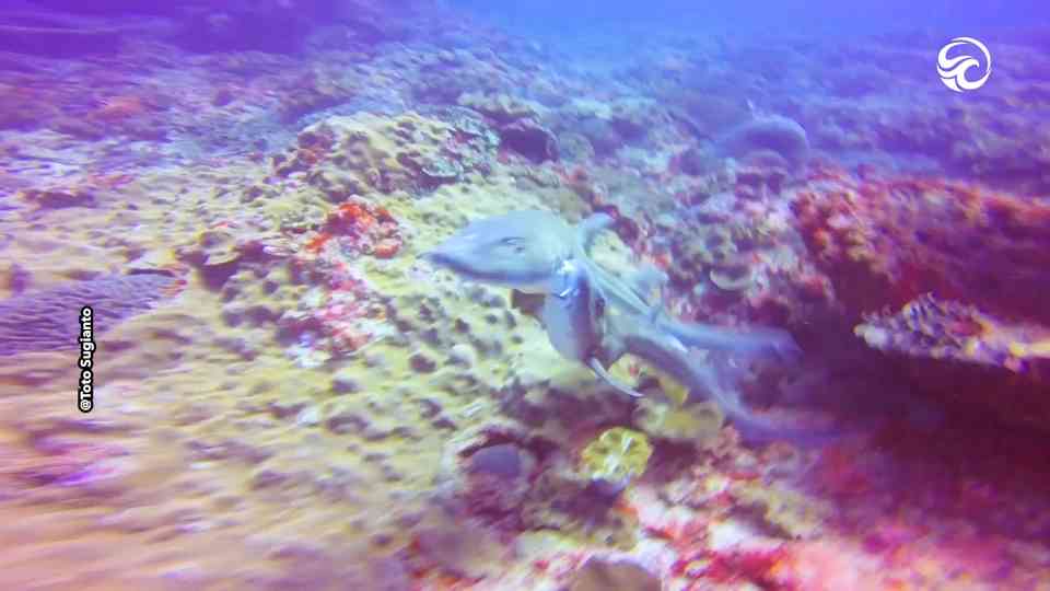 DBD MSN Diver films shark biting another of its kind during mating