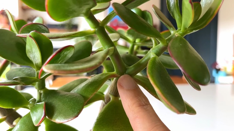 How to spot and treat these common problems with indoor jade plants