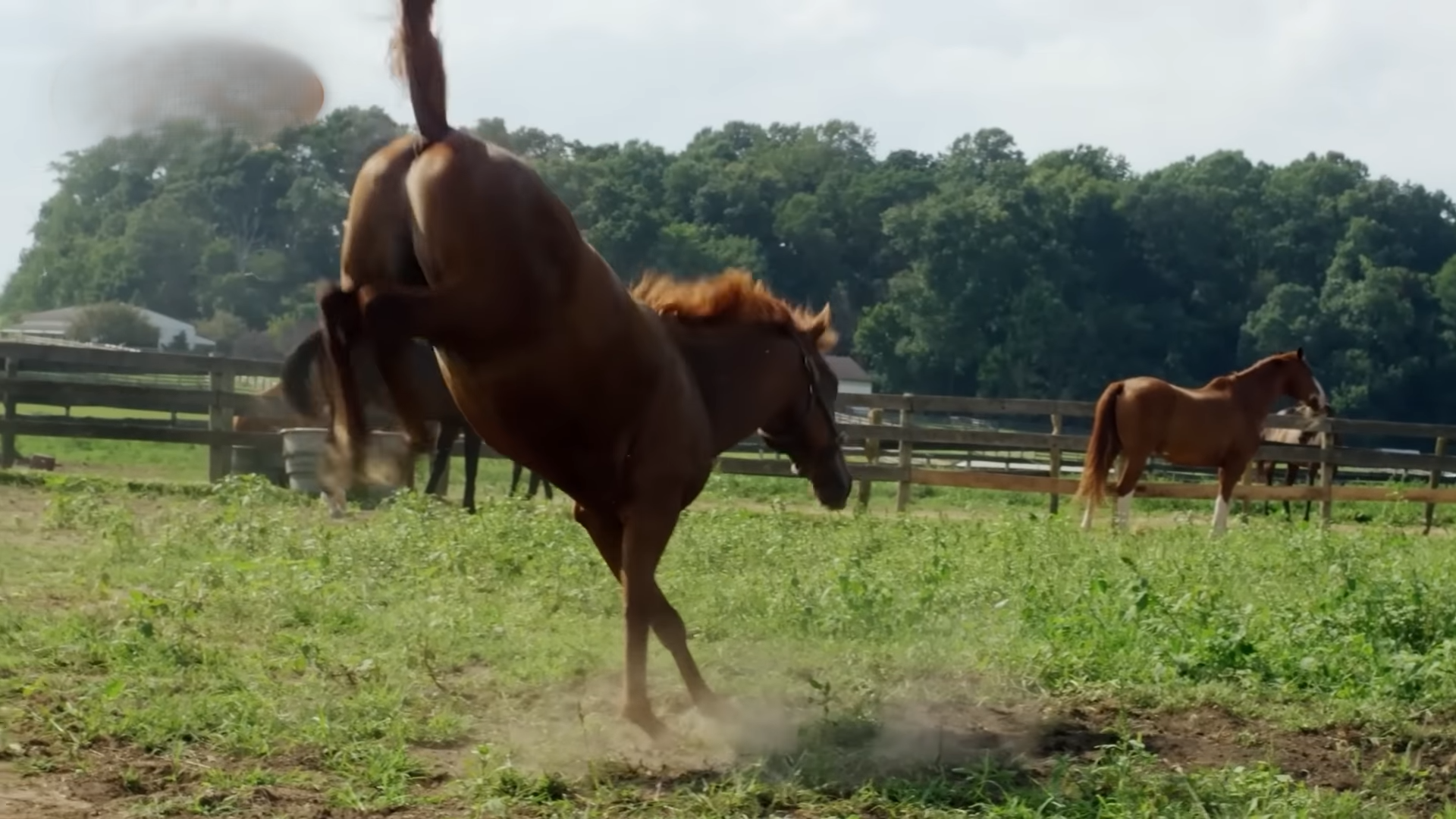 Watch what happens when a horse fights back with a devastating kick