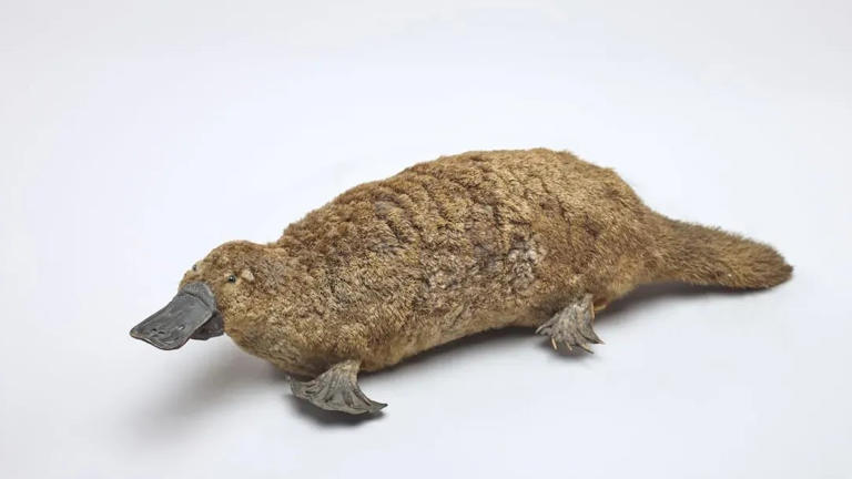4 animals that appear harmless - but can be dangerous