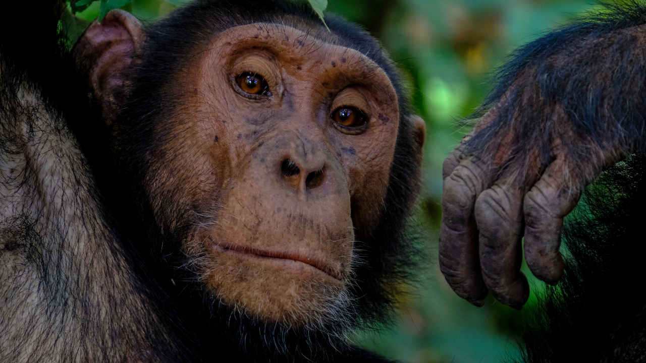 Inside Uganda’s chimpanzee civil war: How a peaceful community split ...