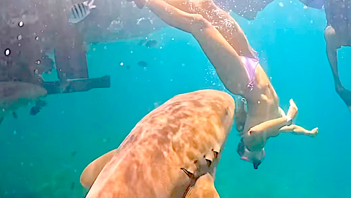 New viral footage shows Brazilian surfer Tayane Dalazen bitten by shark ...