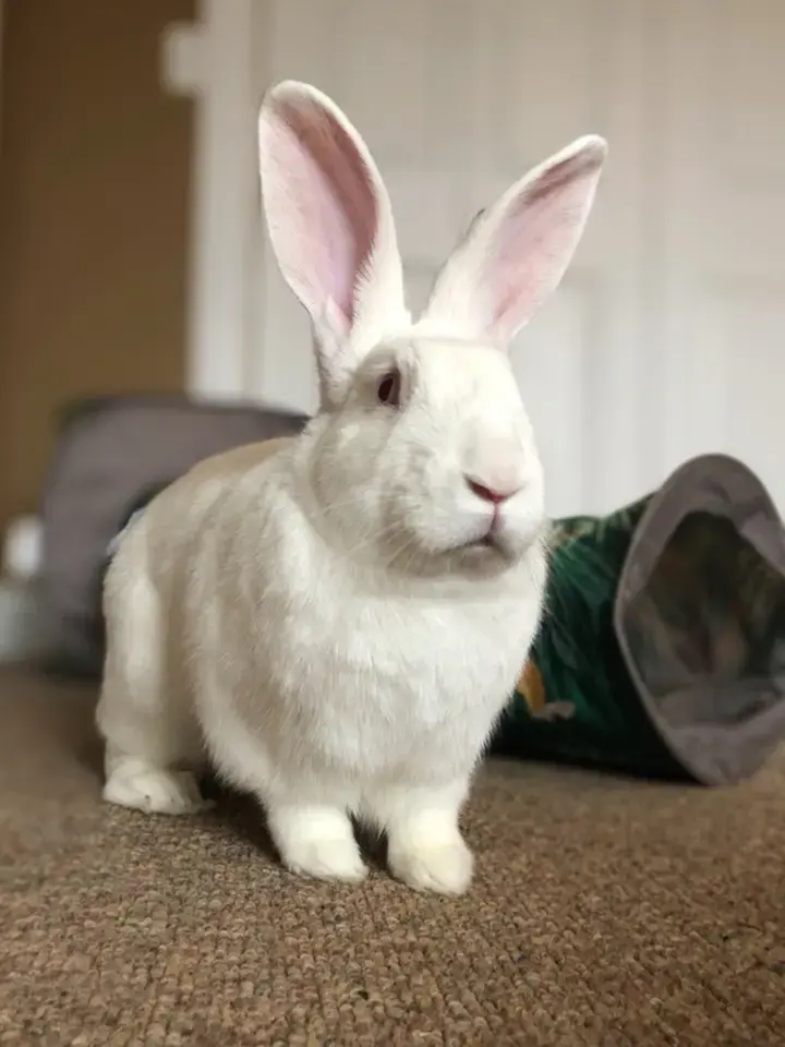 Chtěli byste si adoptovat laboratorní zvíře? Tisíce psů, králíků a ...