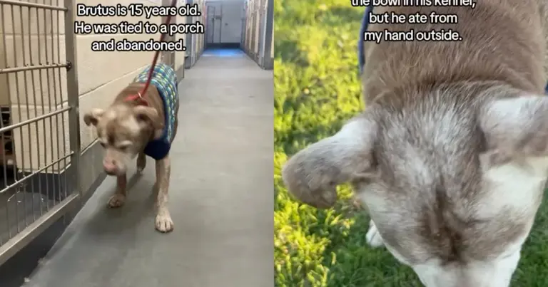 Abandoned Senior Shelter Dog Still Trusts & Finally Gets Adopted