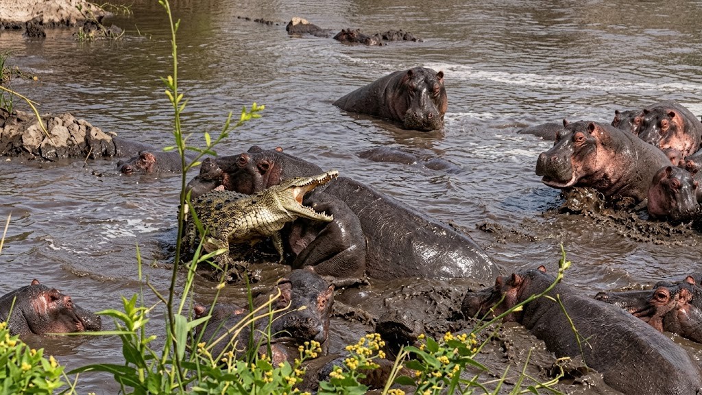 Watch what happens when the strongest bite in nature strikes