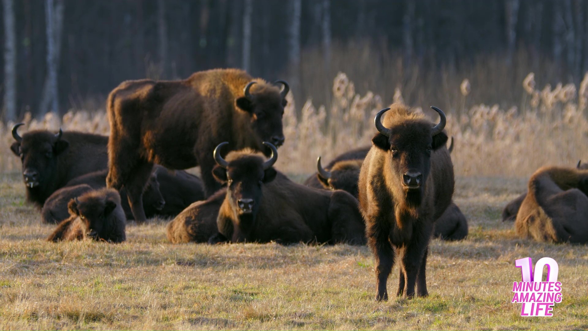 Powerful bison guarding their territory together