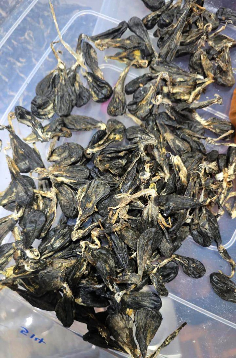 Vietnamese man pleads guilty to possessing protected python parts in ...